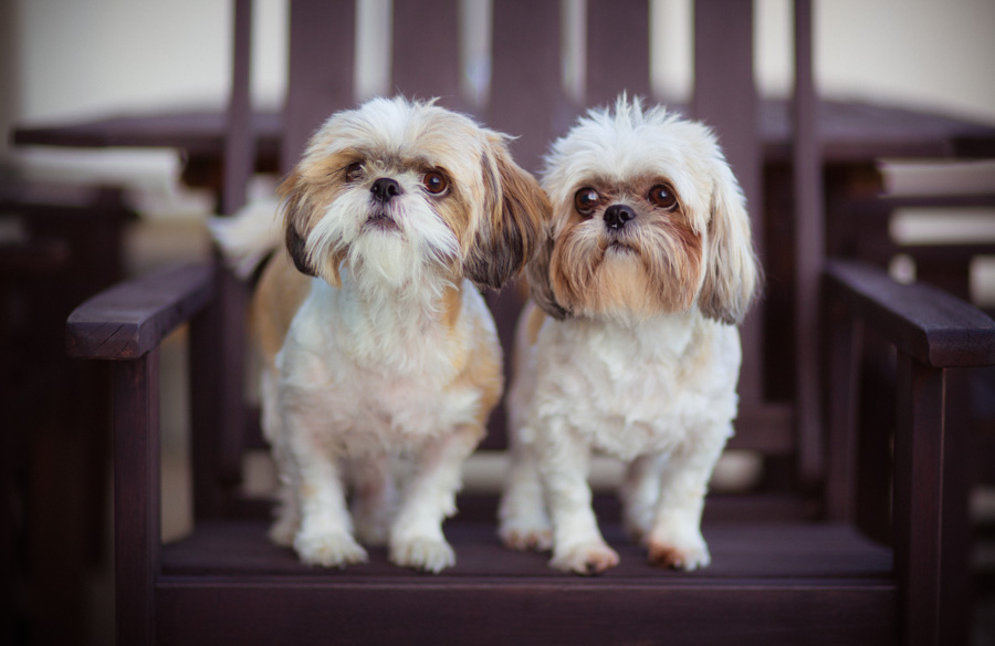 san francisco dog pet photographer